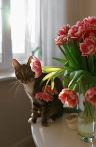 Adorable tabby cat sitting on a table with red tulips in a vase, capturing natural indoor lighting.