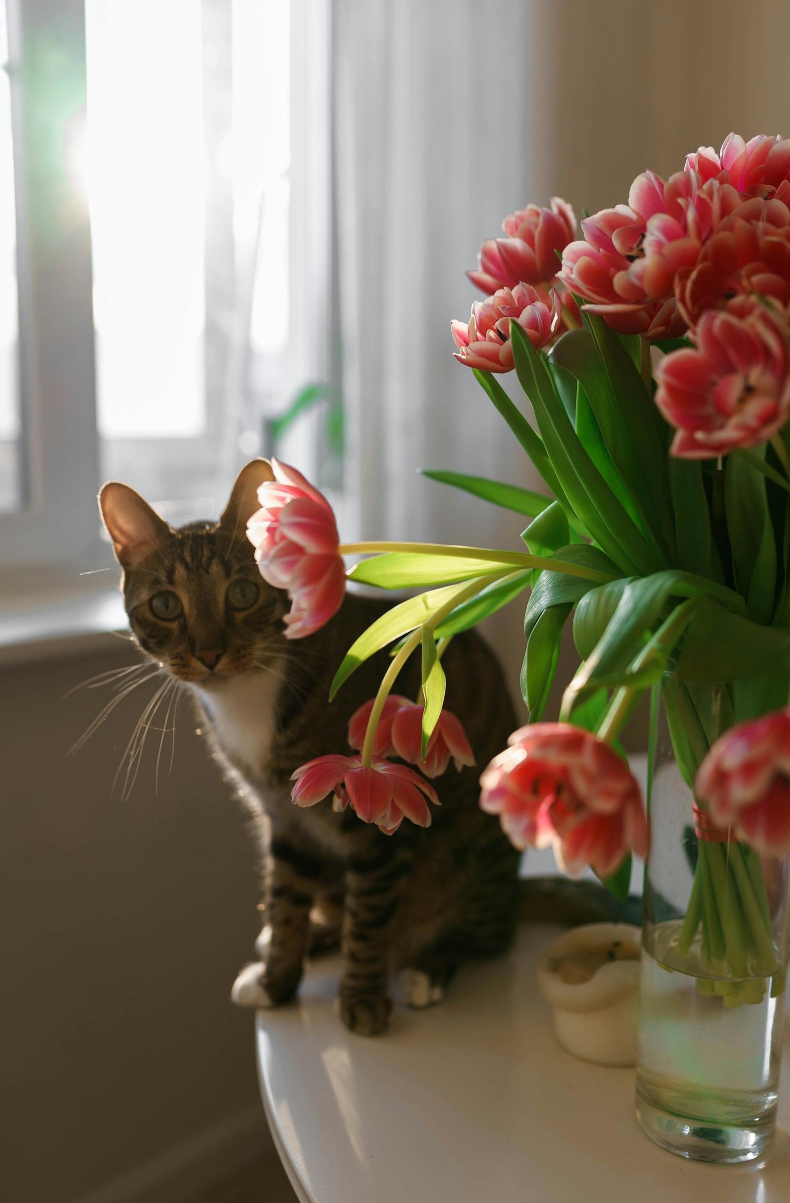 Adorable tabby cat sitting on a table with red tulips in a vase, capturing natural indoor lighting.